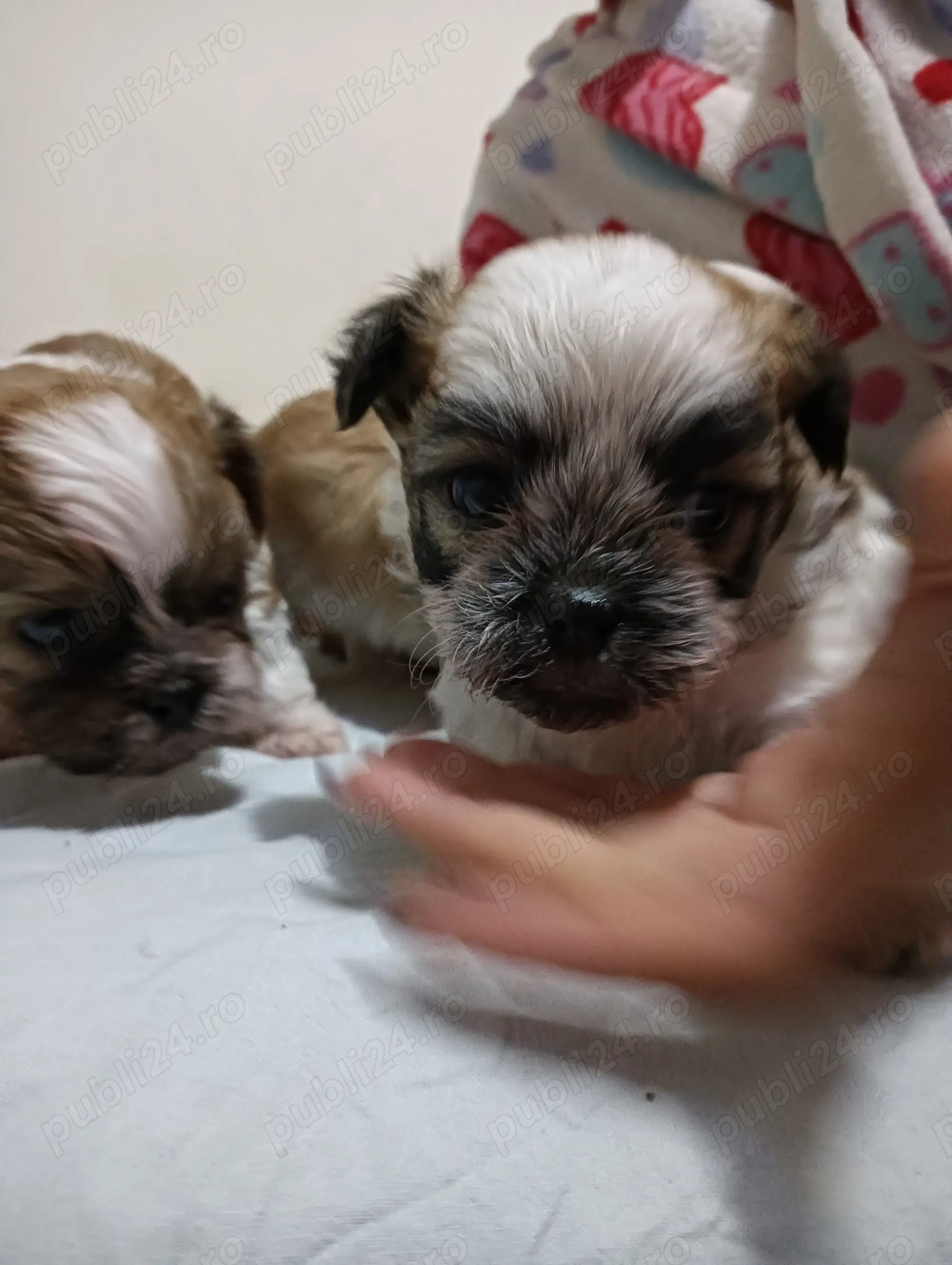 Bishon(mama frise -tatal Shihtzu)