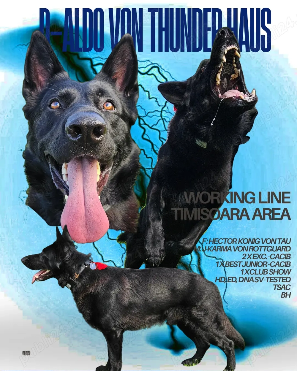 Ciobanesc german, linie de lucru, teste de sanatate, frumusete si lucru