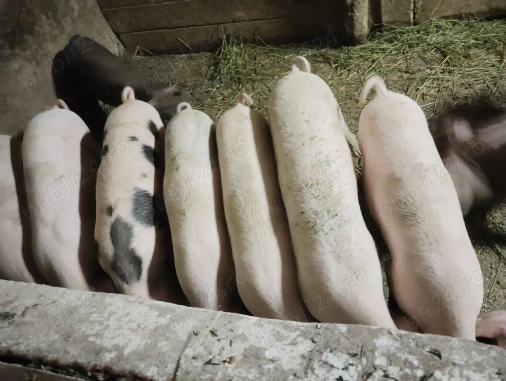 Vând purcei și burlinci 