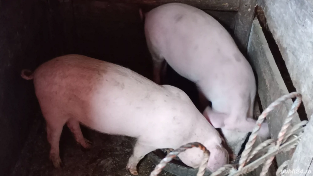 Purcei de vînzare  Purcei de vînzare