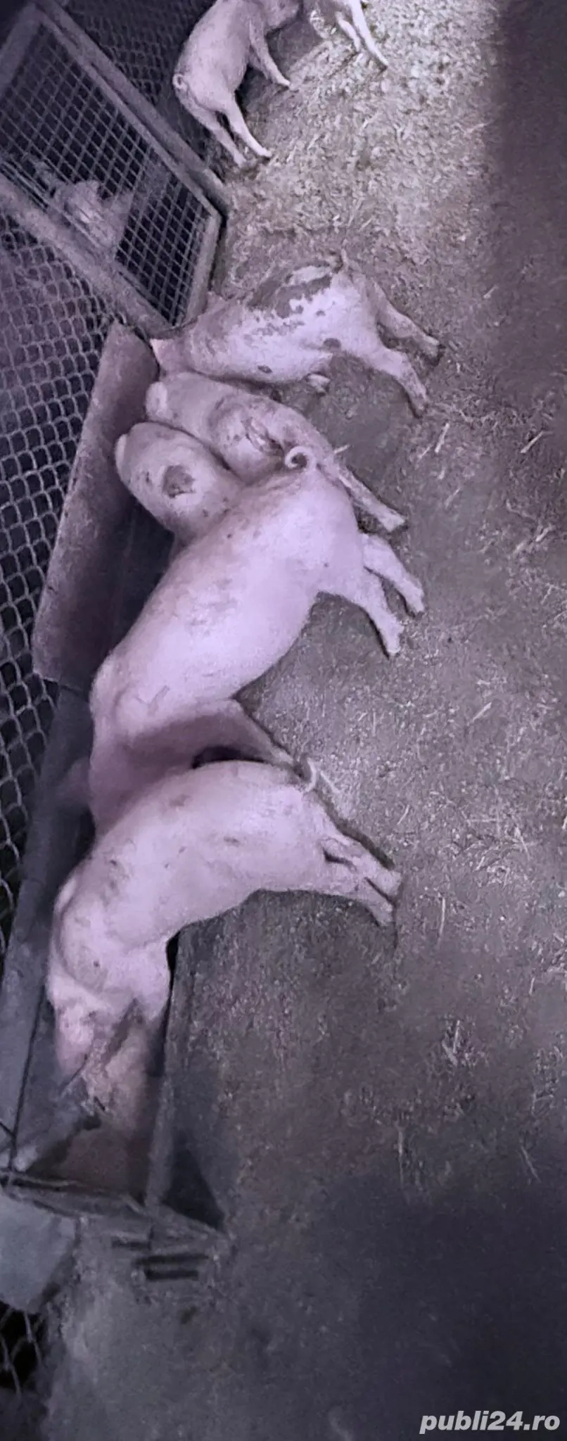 purcei de vânzare purcei de vânzare