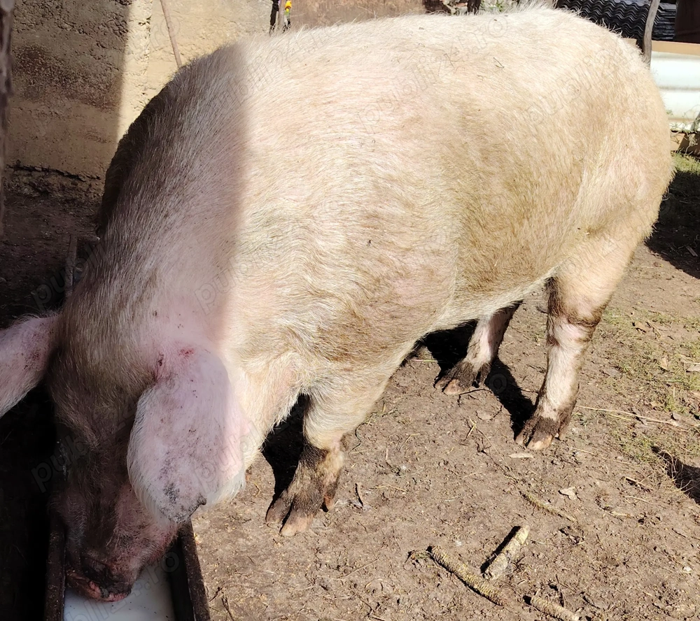 De vanzare vier foarte mare 