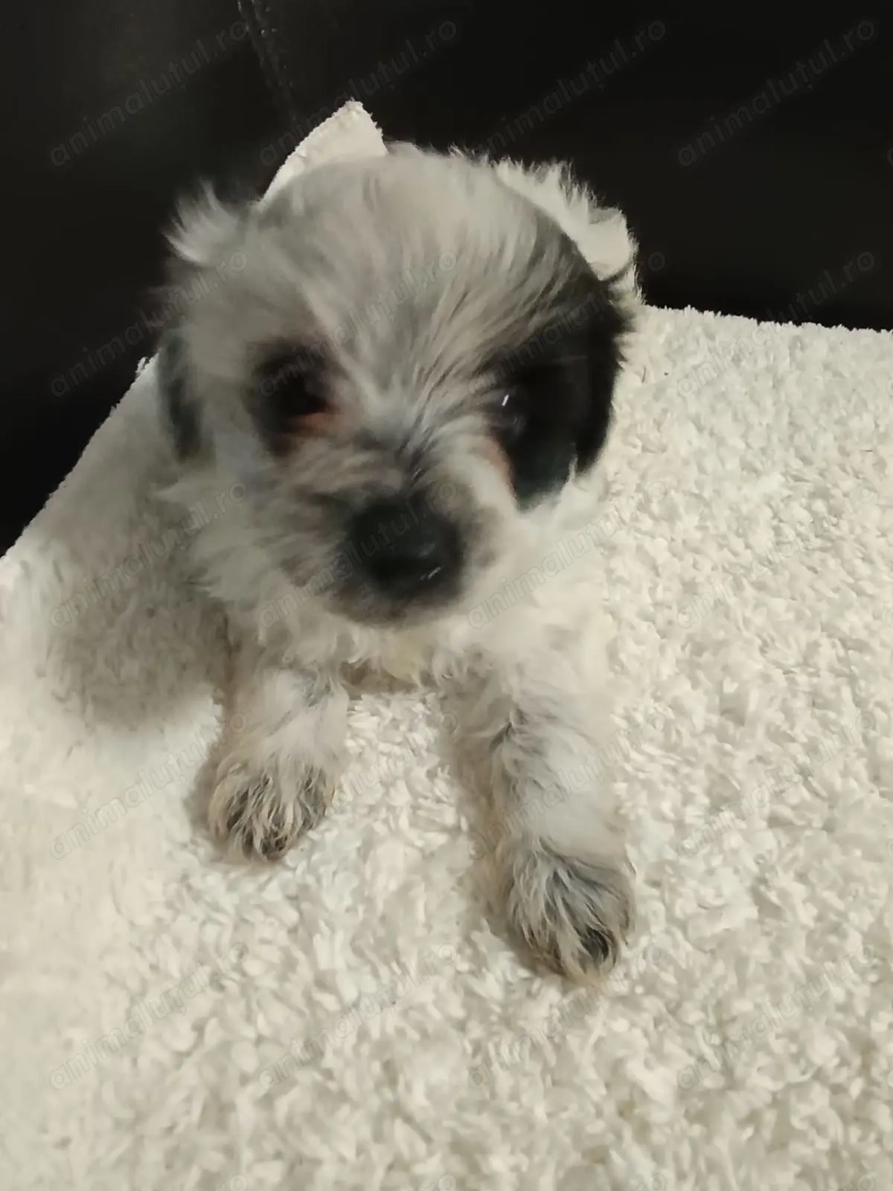 Catelusi Bichon Maltez Catelusi Bichon Maltez