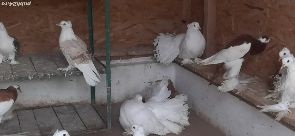 porumbei ornament porumbei ornament