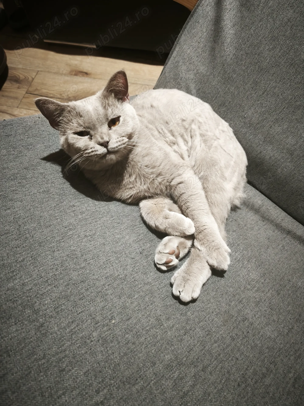 Pisică britișh shorthair 