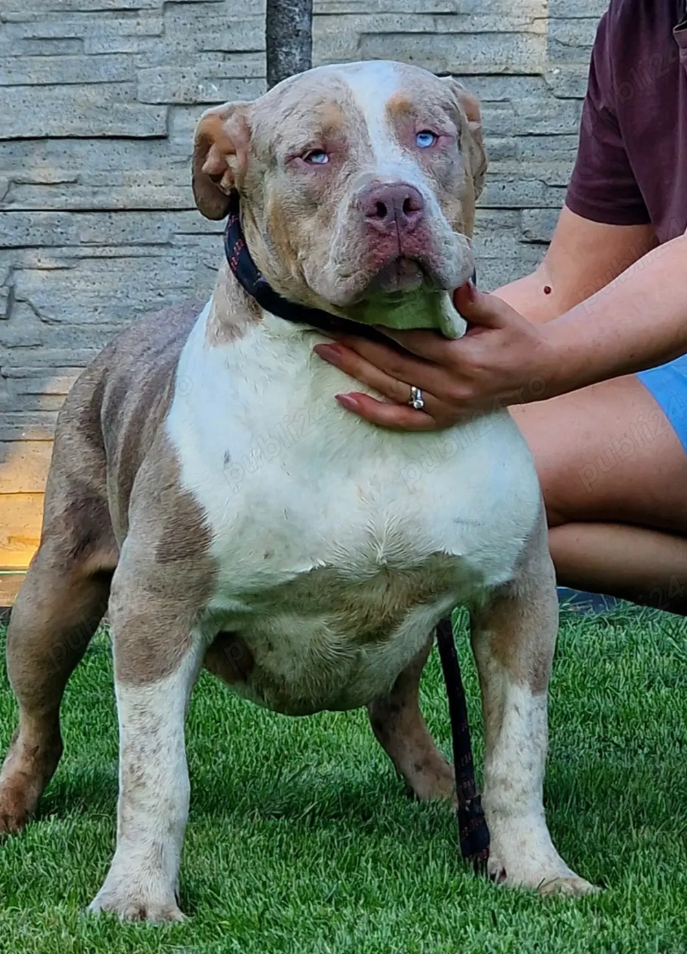 Vand femele American Bully xl 