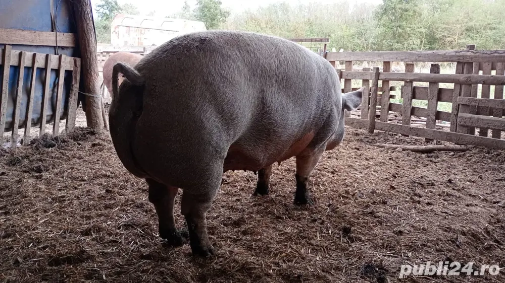 Vand scoafe pentru sacrificare