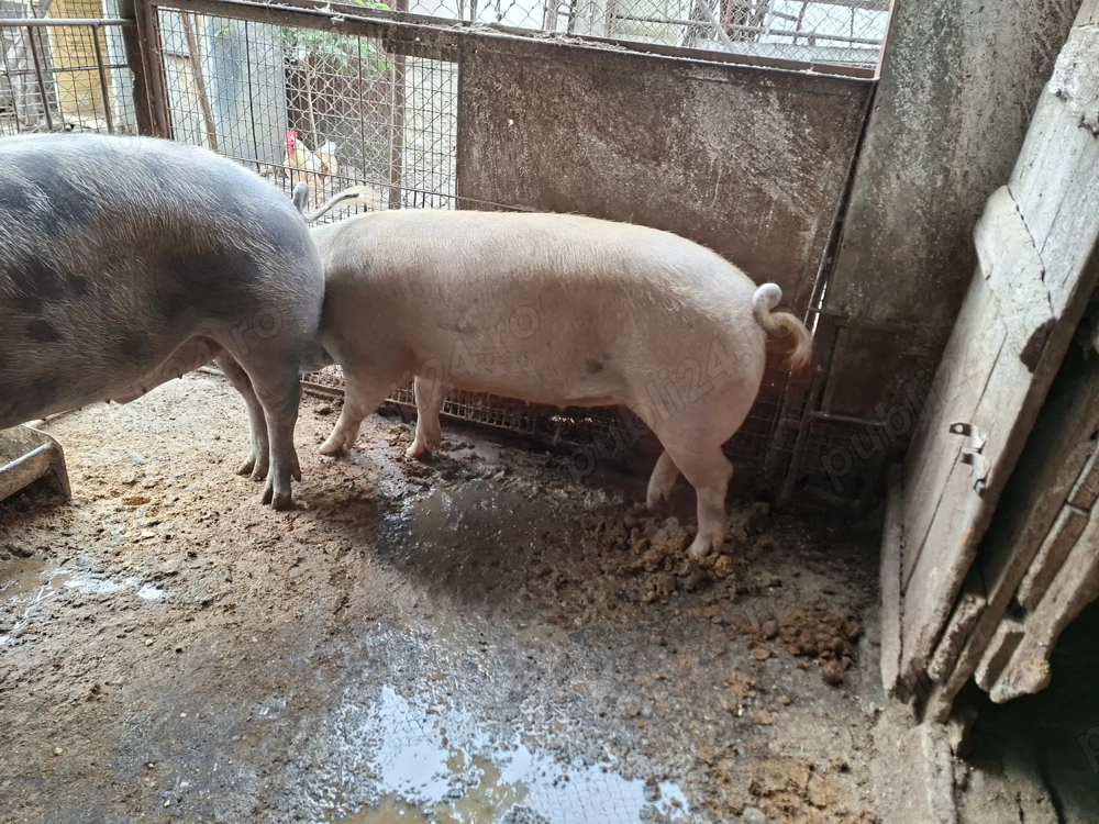 Vând porc de tăiat 