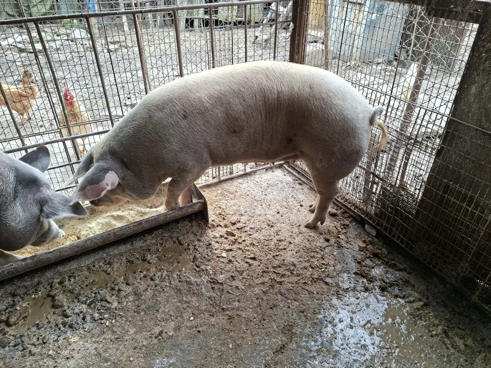 Vând porc de tăiat 