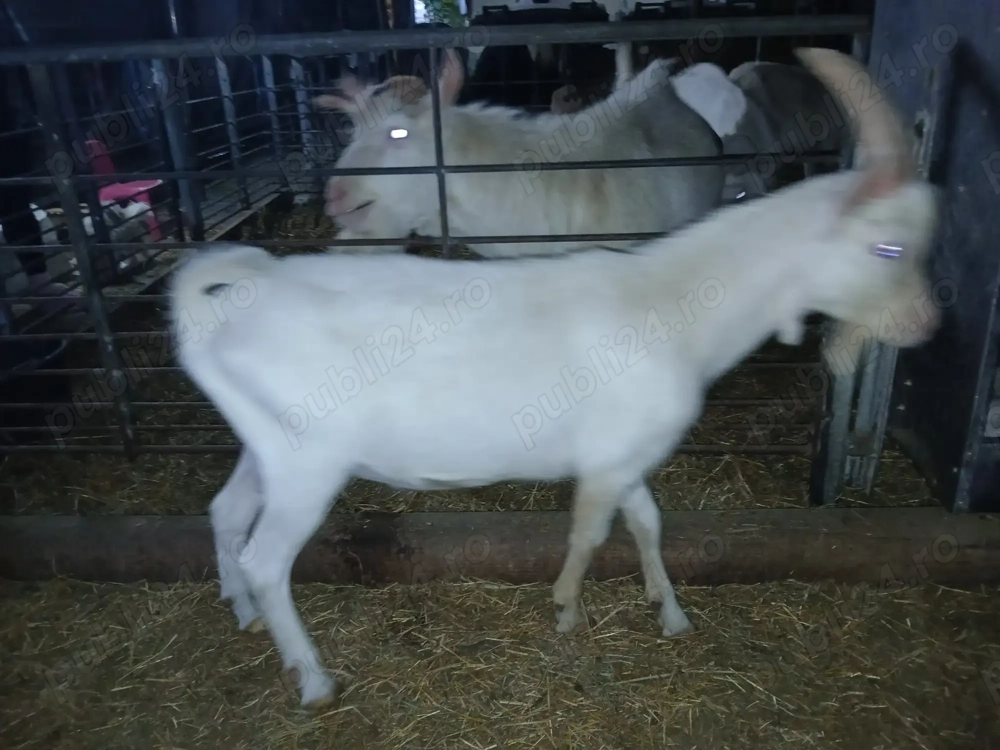 Tap saanen  Tap saanen