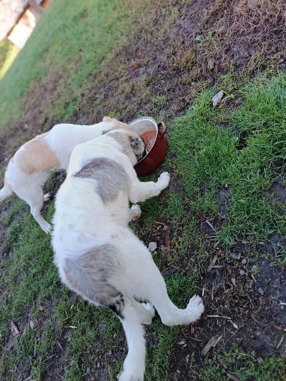 Vând căței femela și mascul