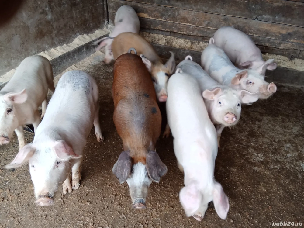 șoldani de vânzare șoldani de vânzare