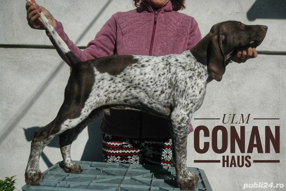 Brac german,pui de 4 luni