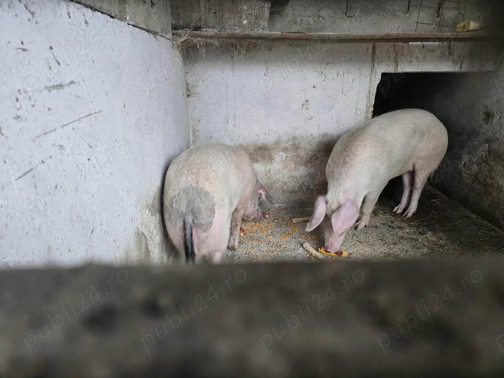 Porci pentru sacrificare