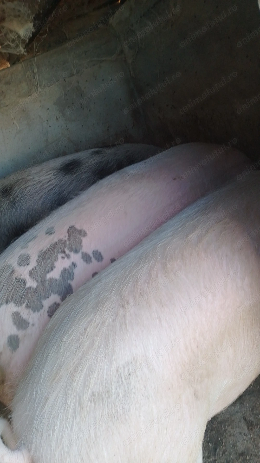 Porci de vînzare pt tăiat!