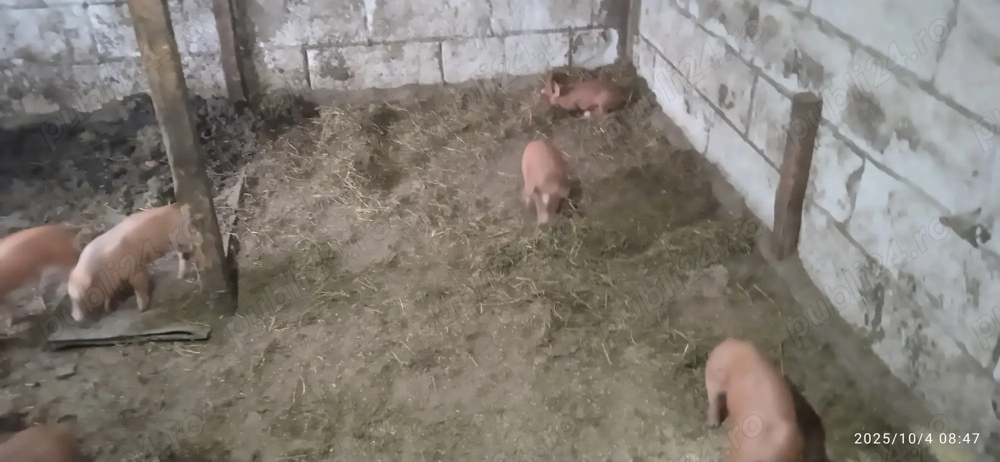 Metis duroc cu pietrean