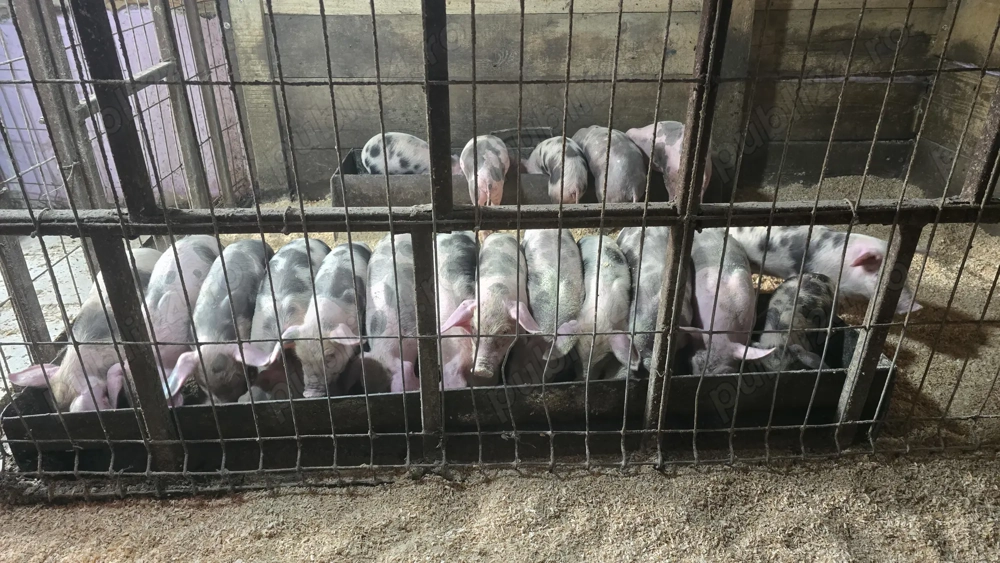 Purcei de 9 daptamani pret 350 lei