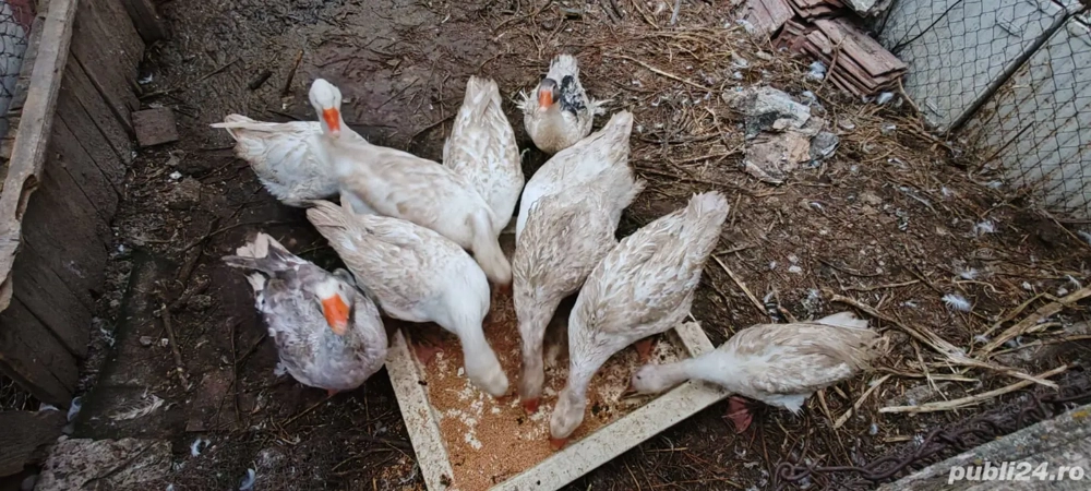 gîste de vînzare  gîste de vînzare