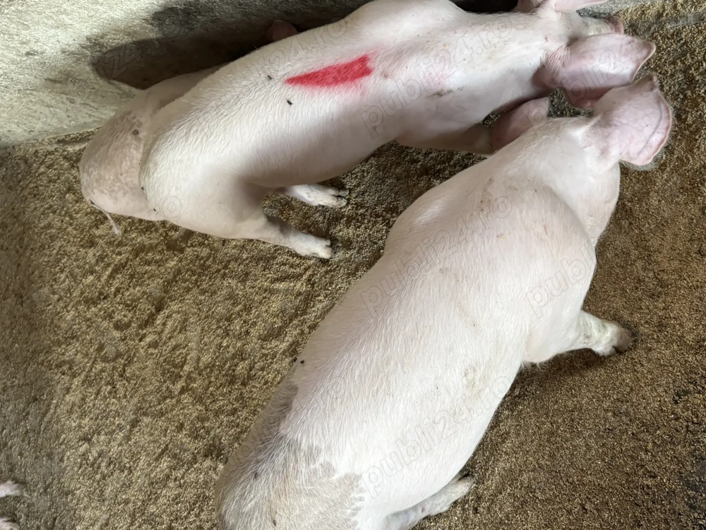 Godaci ,rasă de carne  800 lei