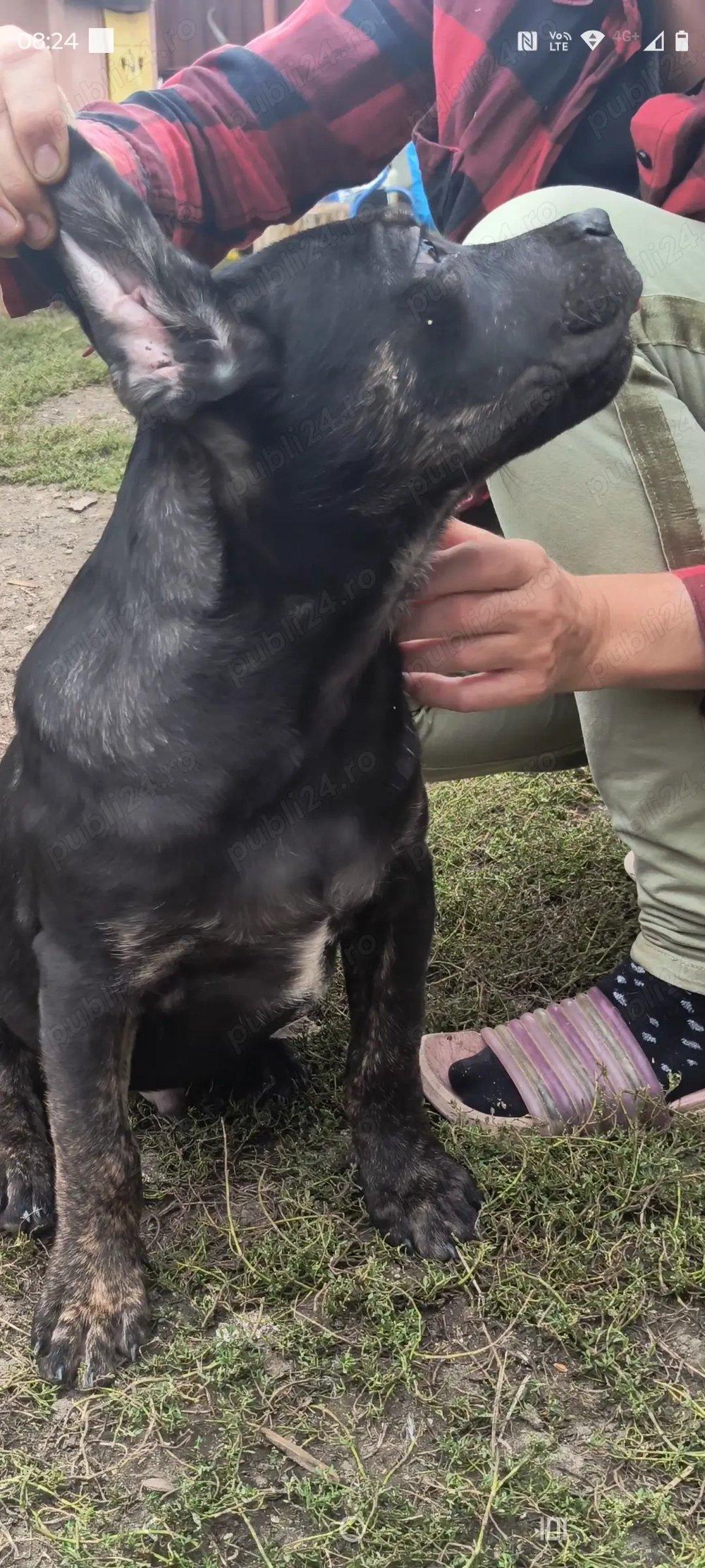 Vând căței cane Corso Vând căței cane Corso