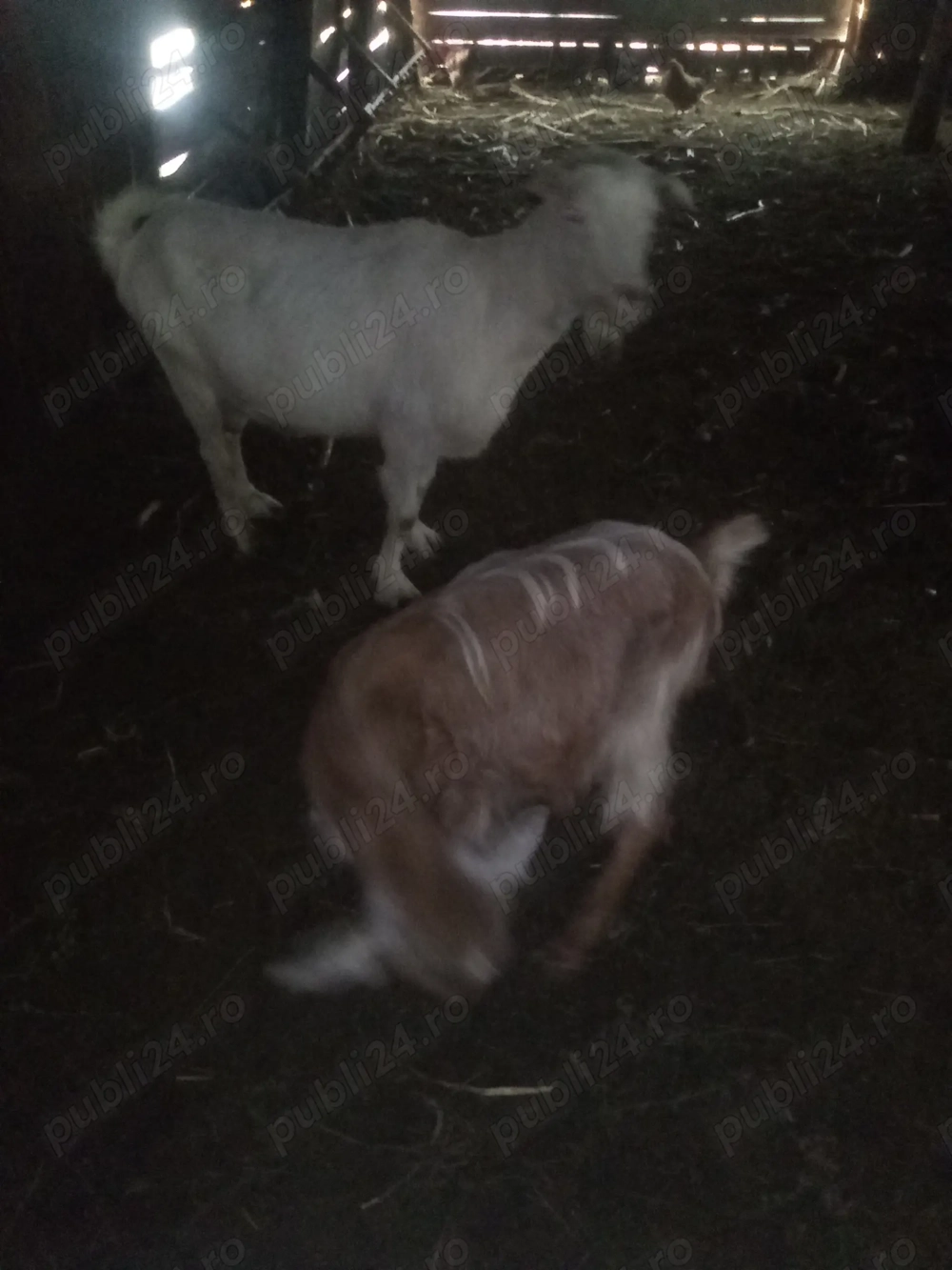 Vând capre românești.