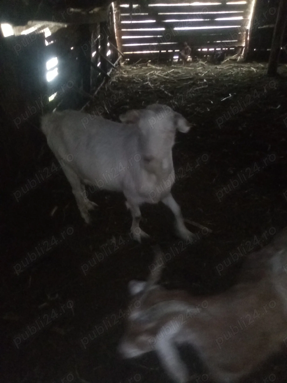 Vând capră românească.