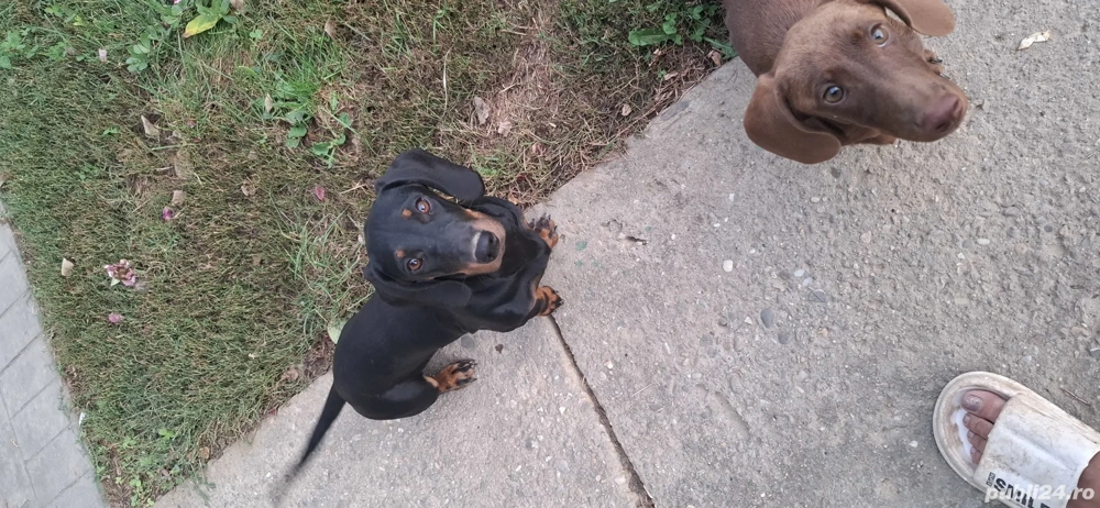 căței de vinzare căței de vinzare