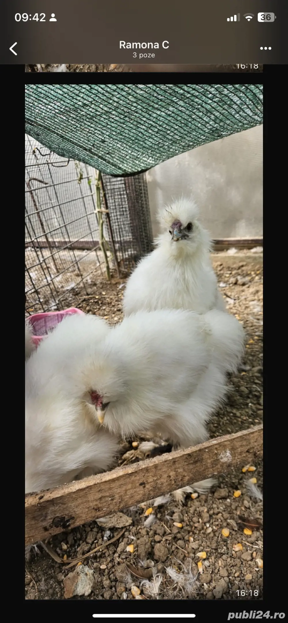 Pui matase japoneza Pui matase japoneza