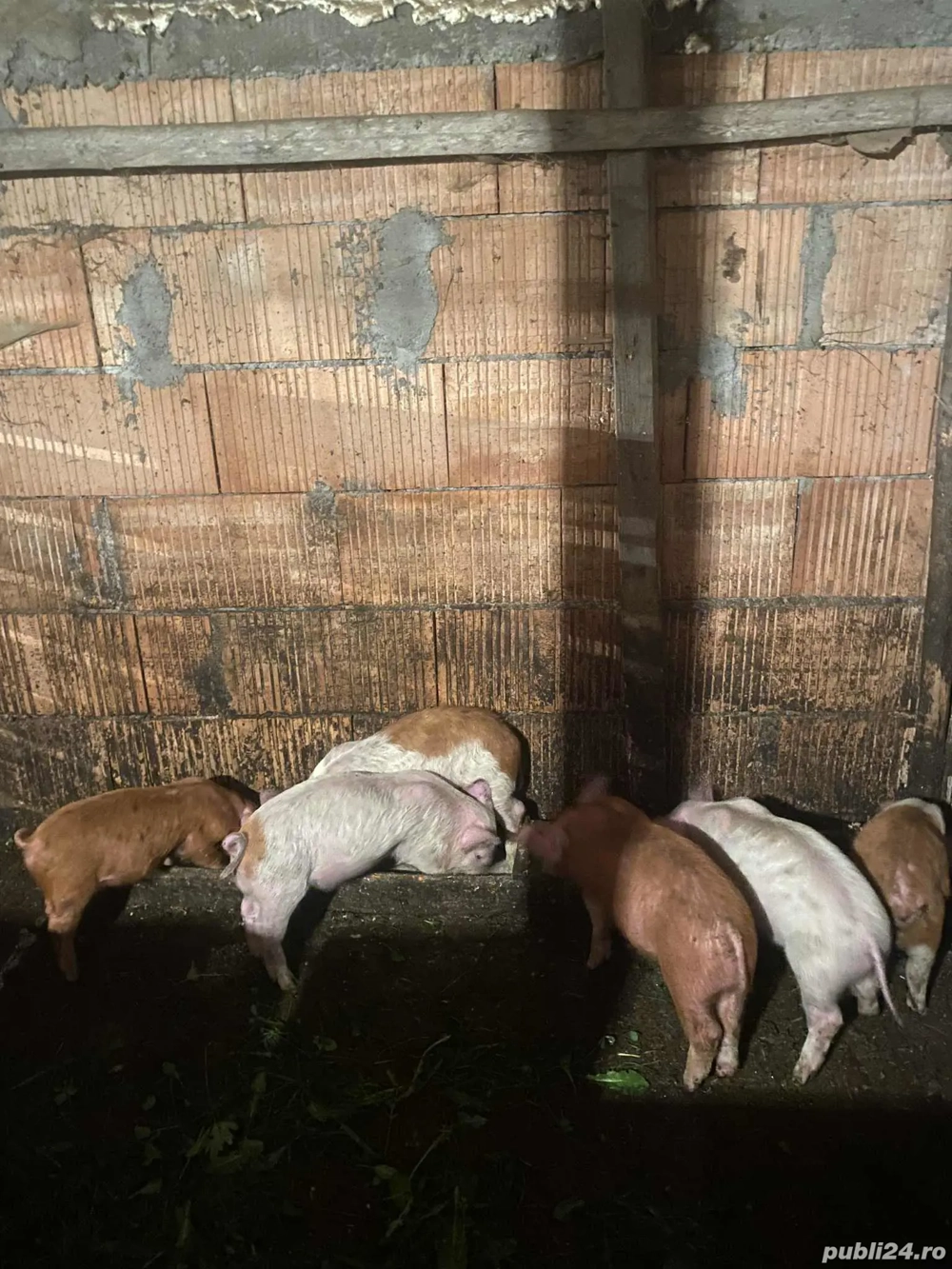 porci de vanzare  porci de vanzare