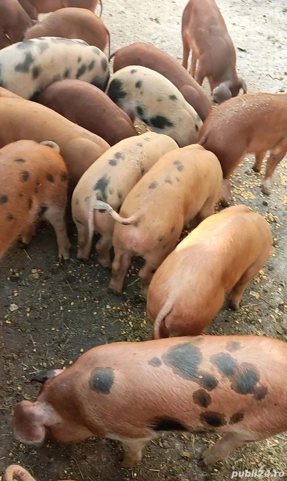 Vând porci - soldani...duroc+pietrean Vând porci - soldani...duroc+pietrean