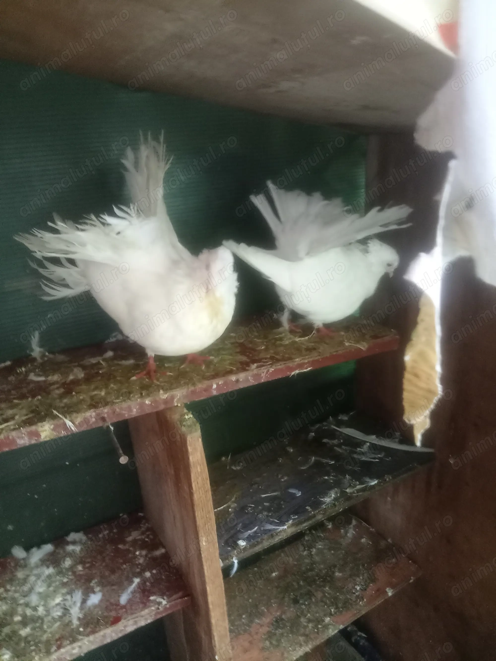 De vânzare porumbei voltati in Ploiești 