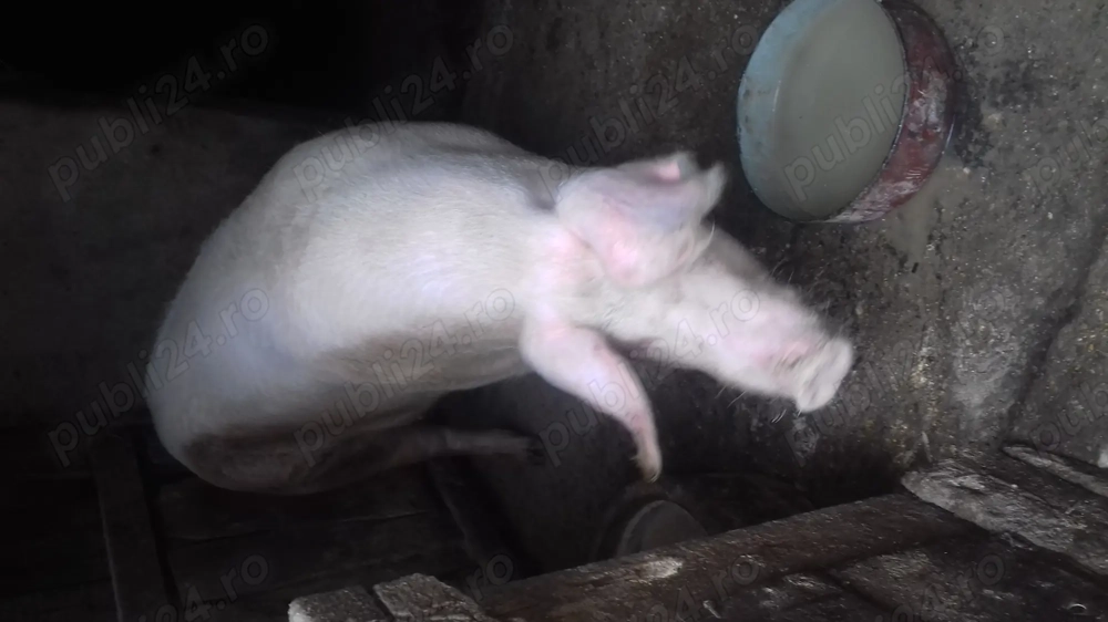 Doua purcele au pana in 200 de kg