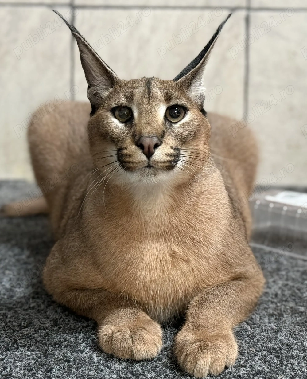 Femelă Caracal disponibilă 