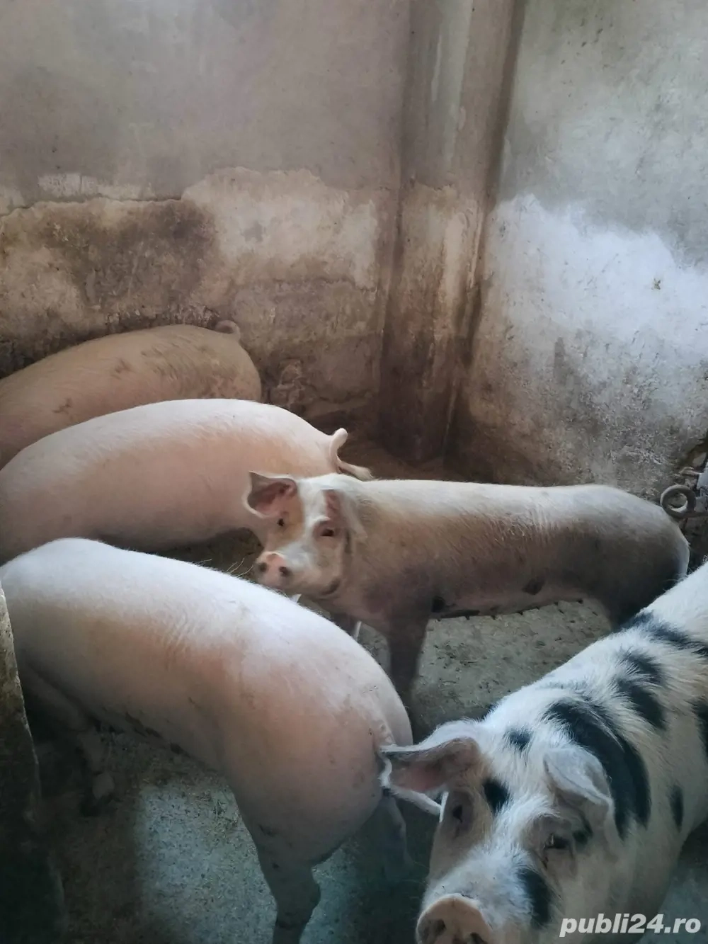 porci de vânzare, pentru sacrififat !