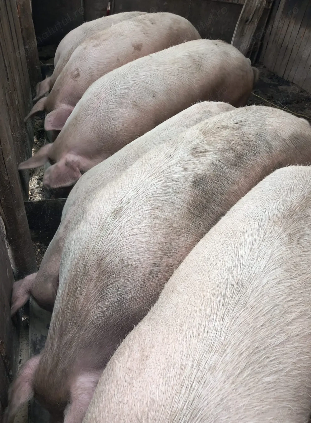 Vând purcei 100-180 kg