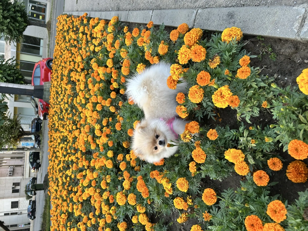 Vând Pomeranian gold Vând Pomeranian gold