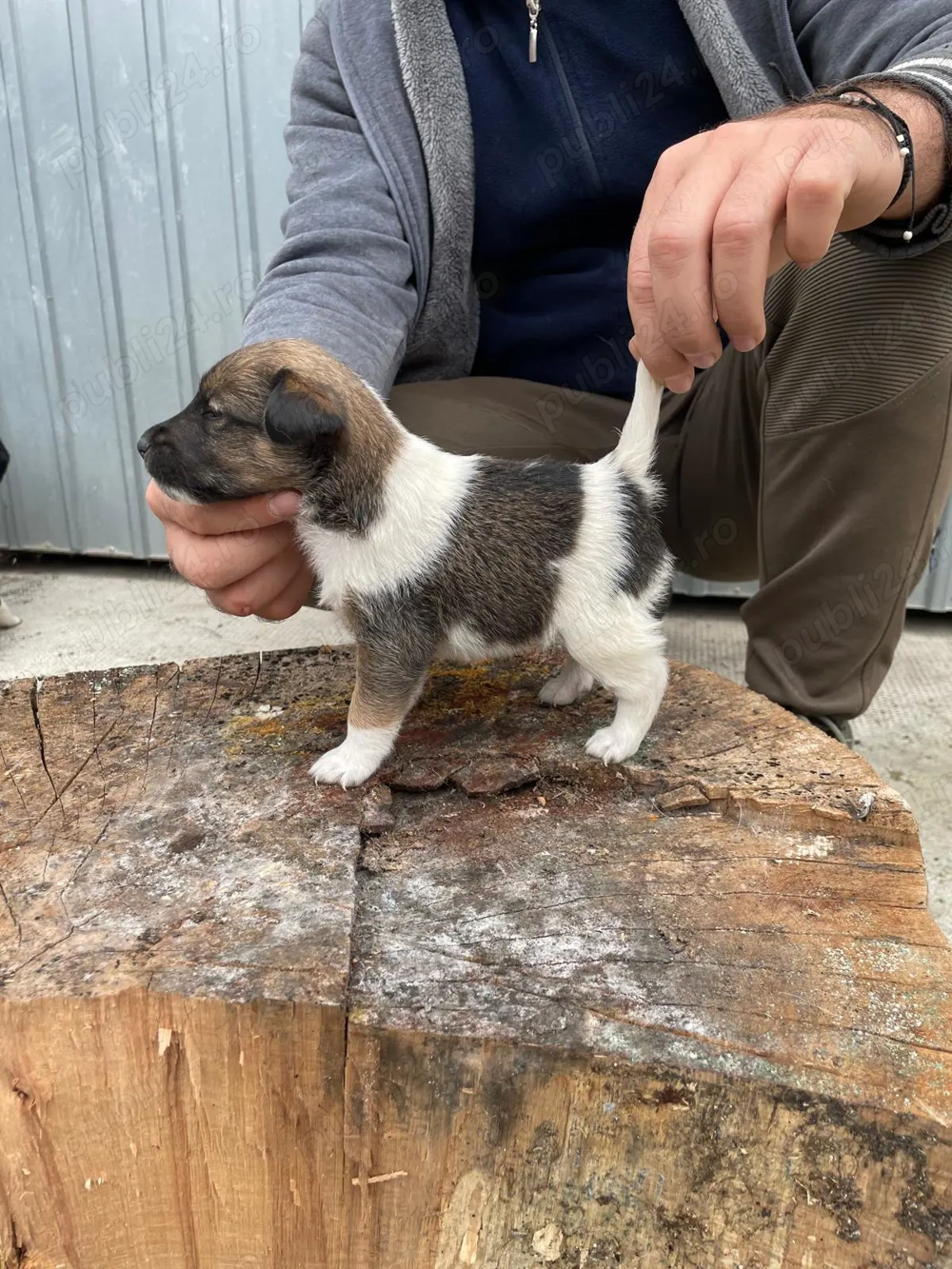Catei fox terrier de vanzare