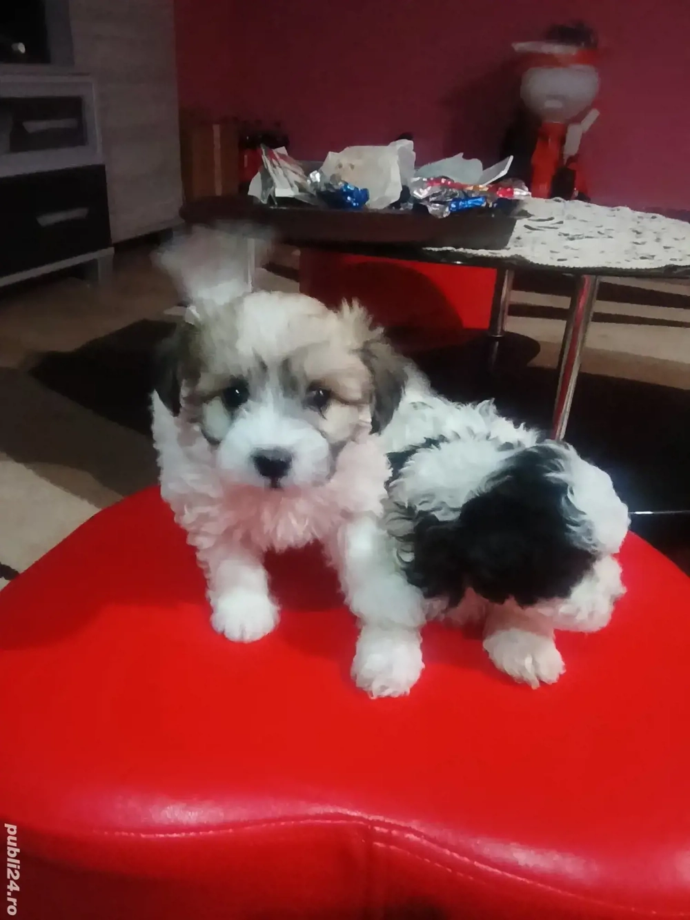 cățeluși bichon havanezi 