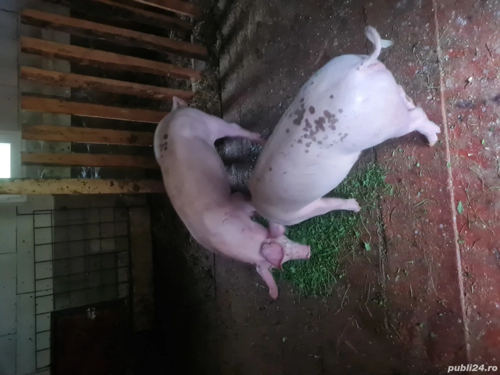 vînd șoldan 40kg la 1000 lei buc vînd șoldan 40kg la 1000 lei buc