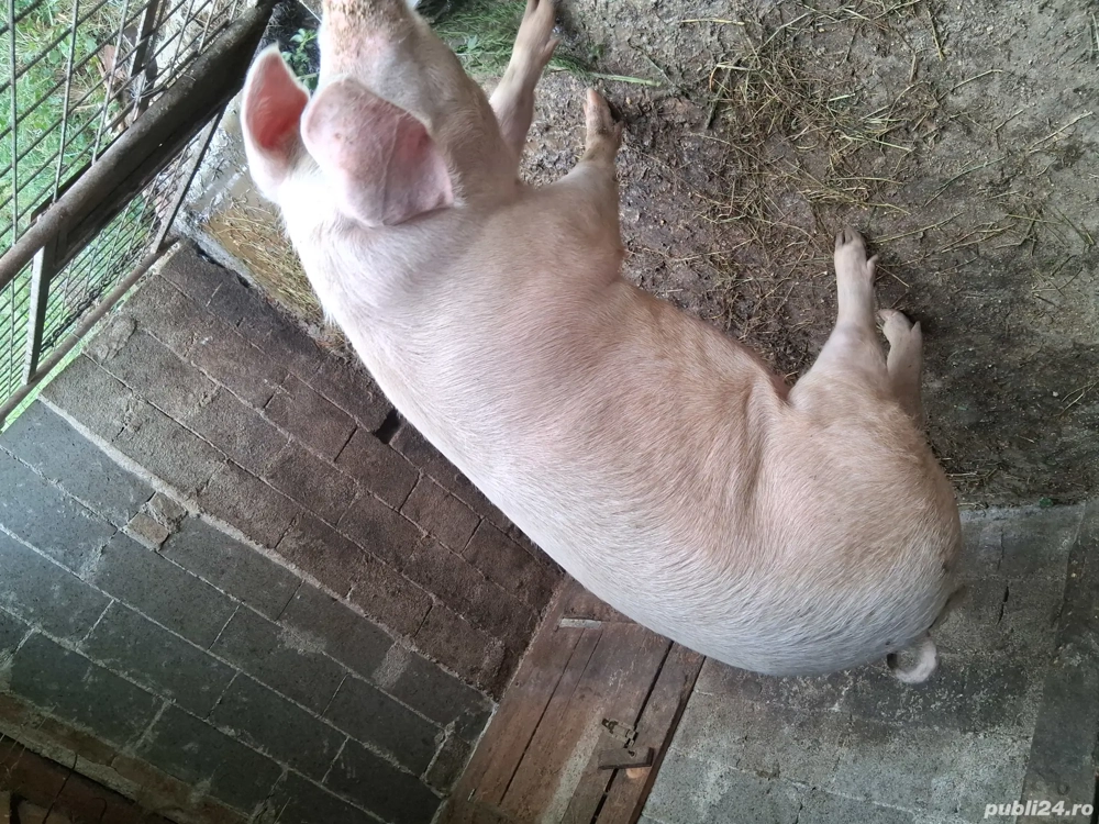 Vând Porc Vând Porc