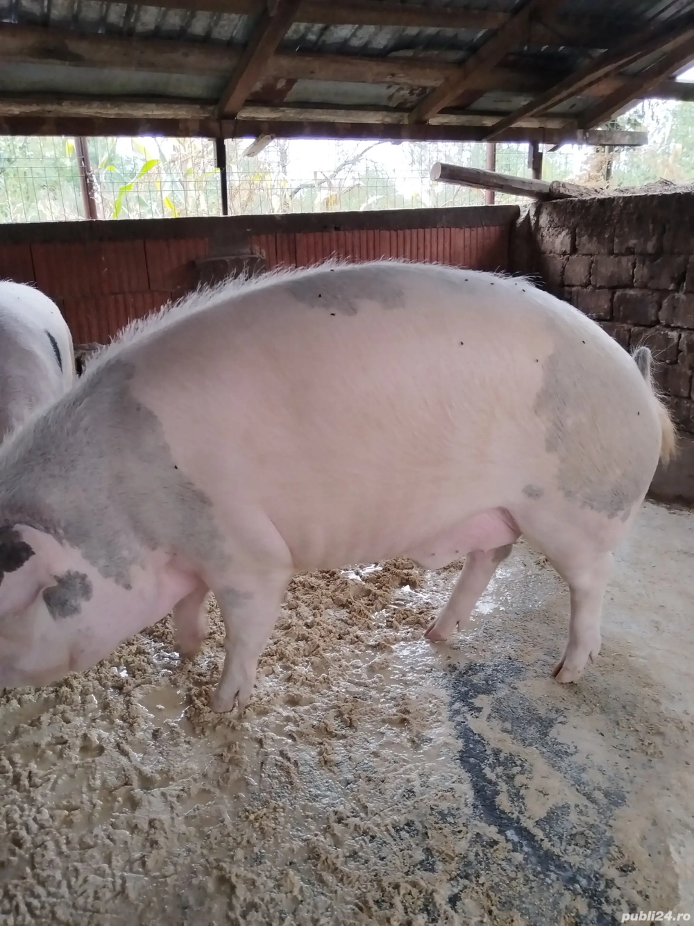 purcei de toate marimile 