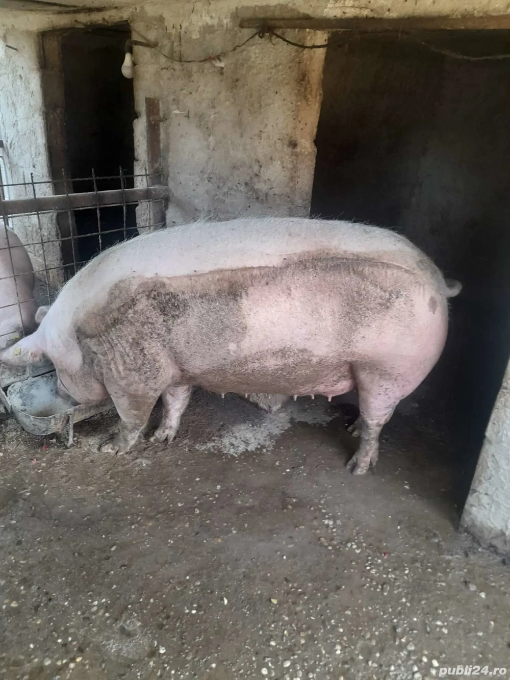 De vanzare De vanzare