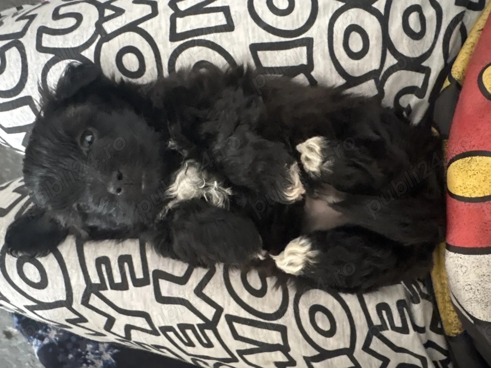 Vand pui bichon 2 baietii si o fetita  Vand pui bichon 2 baietii si o fetita