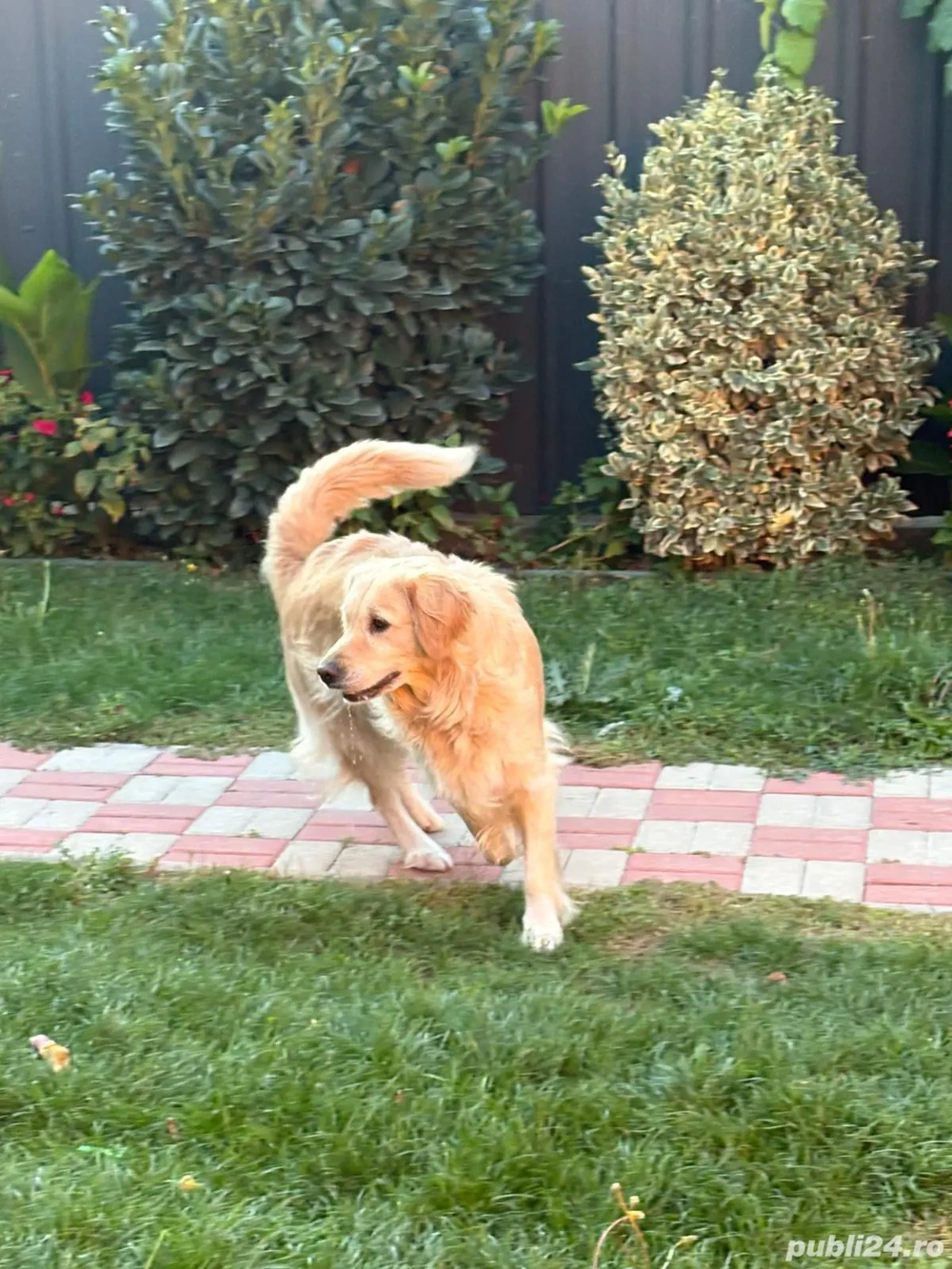 Donez femela golden retriver