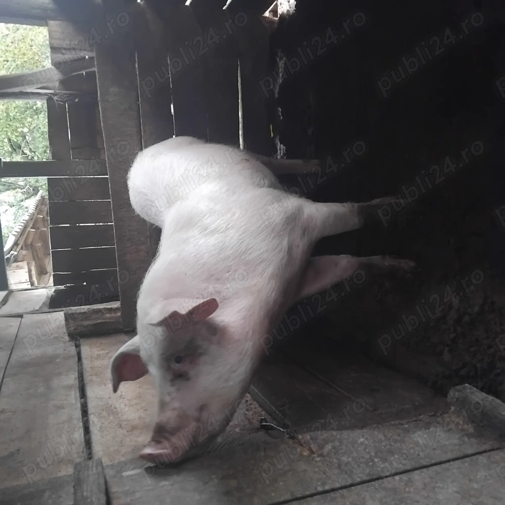 Vind purcea rasa de carne 