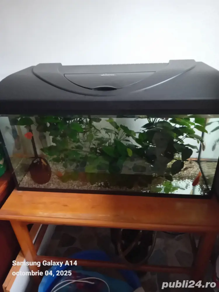 vînd Acvariu vînd Acvariu