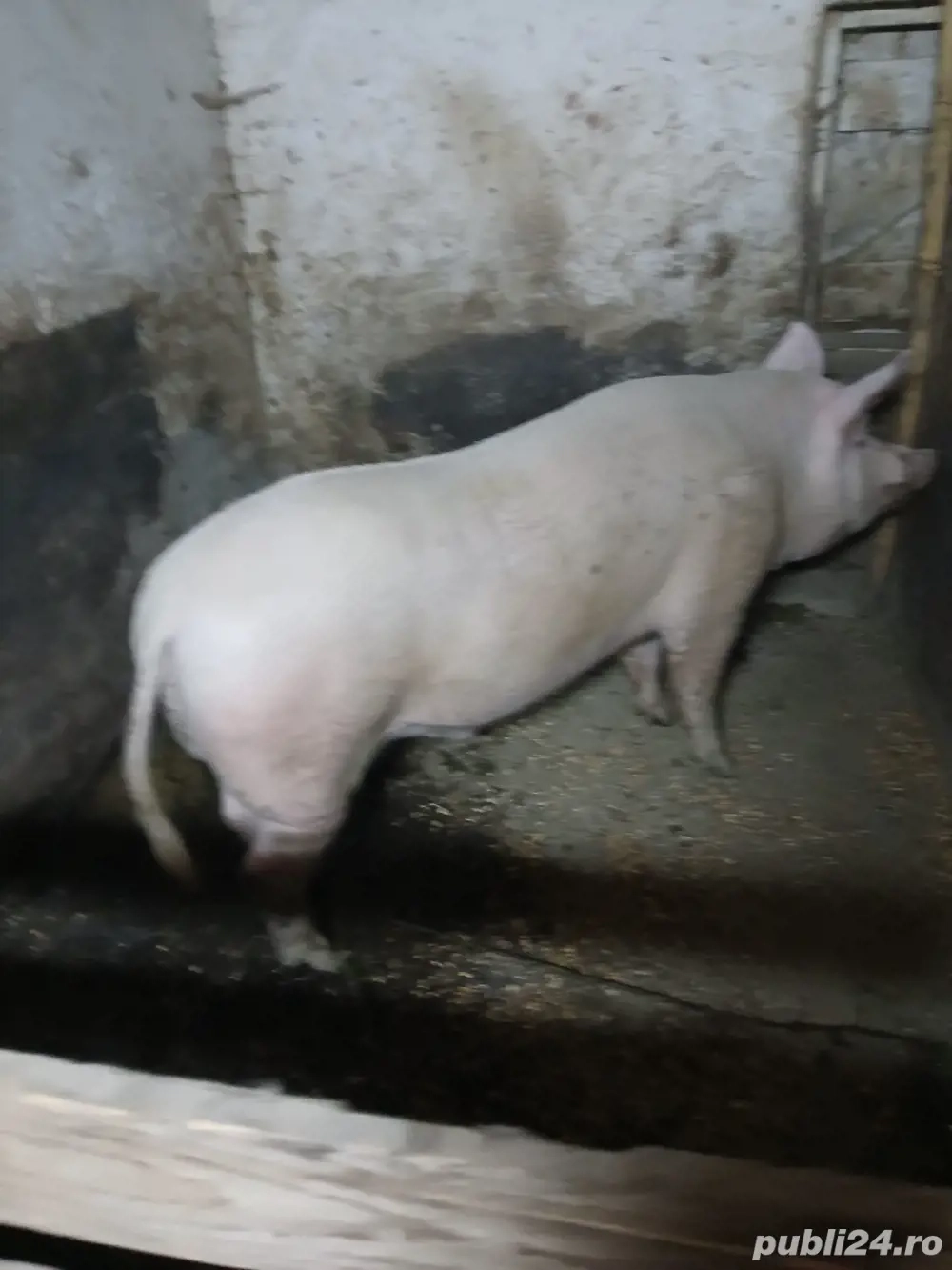 vand porc marele alb vand porc marele alb