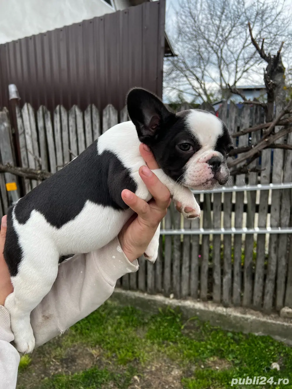 Pui bullodg francez, cadou ideal ! 