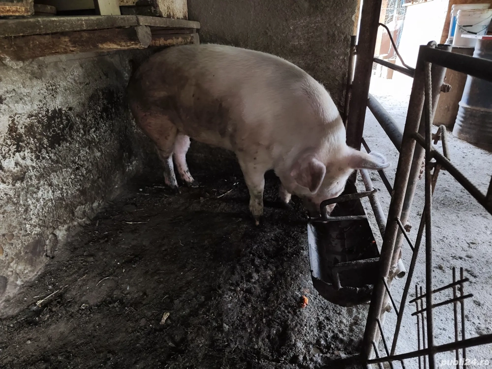 Porci de carne Duroc Pietran și Landrance 