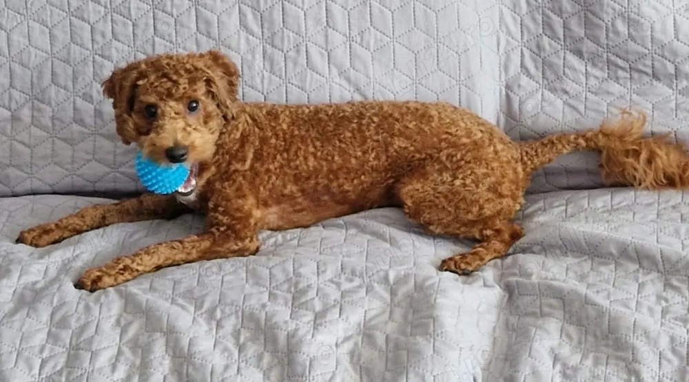 cavapoo mascul 8luni 